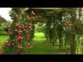 How to Grow Roses | P. Allen Smith Classics