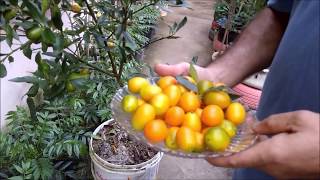 Colheita de laranja kinkan orgânica super carregada em vaso sem gastar dinheiro