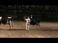 Canadian National Holstein Show - Rose's day!