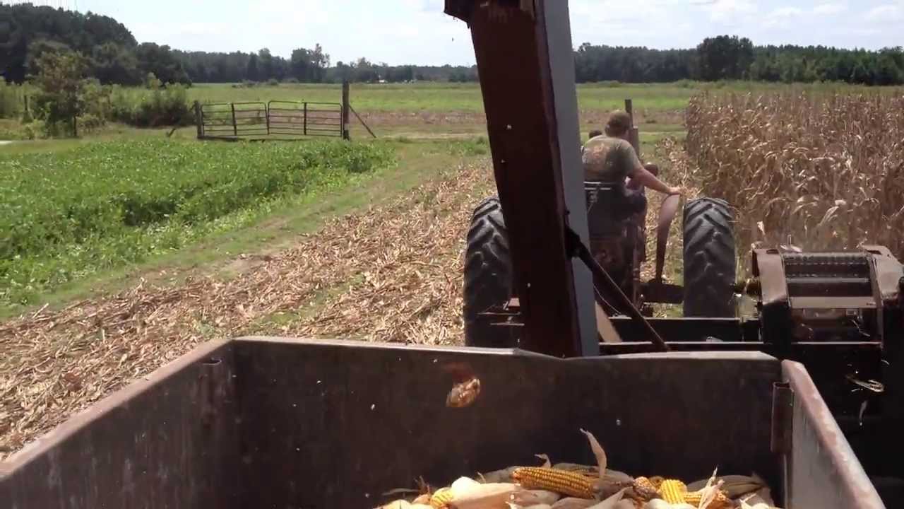 Picking corn with the new idea 310 one row corn picker - YouTube