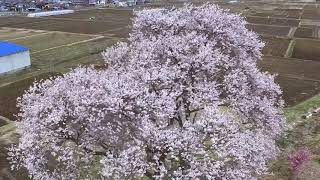 梁川町「新田の一本桜」をドローンで撮影