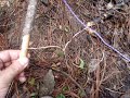 TRAMPA PARA CAZAR ANIMALES PEQUEÑOS. SUPERVIVENCIA.
