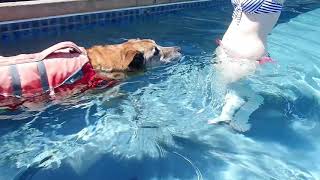 14 Yo Shepherd Chow Mix With Lots Of Joint Problems Swimming At Rummys For The First Time.