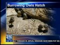 Burrowing babies explore Albuquerque zoo