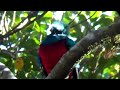 Resplendent Quetzal in the mountains of Costa Rica