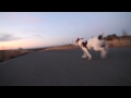 Rem the Dog Raw Run jack russel terrier running like hell