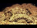 Stonefish Strikes Without Warning