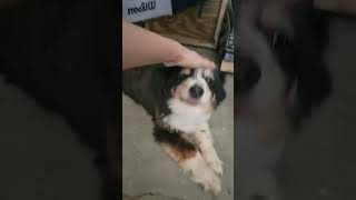 Puppers