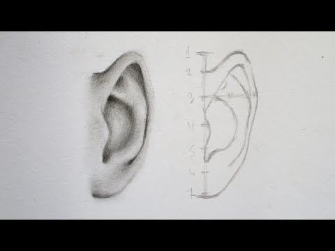 Cara Menggambar Telinga ( Tampak Depan ) Untuk Pemula - How To Draw Ears ( Front View )