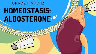 Aldosterone Homeostasis Easy To Understand