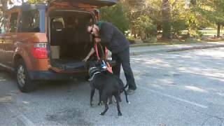 Dog Training Tip: Problems Getting your Dog into your Car?!