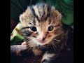 Hi! I'm a 2,5 months old female from Thessaloniki, Greece and I will be a semi-longhaired diva whe