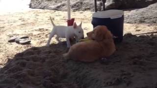 Miniature Bull Terrier Puppy