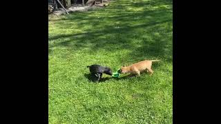Apbt Boylescottingham Chinaman Pups At 3 Months