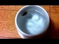 ハイイロゲンゴロウ 保護