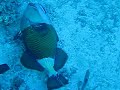 Titan triggerfish at cleaning station. Big Gota, St John's, Red Sea.wmv