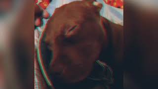 Pit Bull, Apbt, Maya, Primeiro Video.