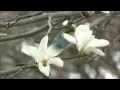 白い花の咲く頃（岡本敦郎） 歌kirara1943