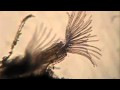 Colonies: Ceramics Inspired by Marine Life