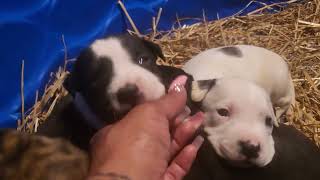 3 Week Puppies. American Staffordshire Terriers. 4Sale. Alabamant. Dog Music. Am Staffy