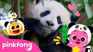 Baby Panda, Hoo Ha! | Kids Nursery Rhyme | Pinkfong Ninimo