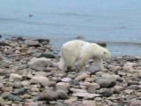  Bear Real Estate on My Last Adventure   Polar Bears  Gonetravellin S Photos Around