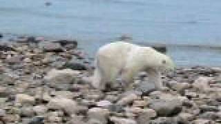 Watch Across Five Aprils I Am The Polar Bear video