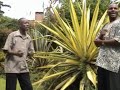 kenyan kikuyu dance music