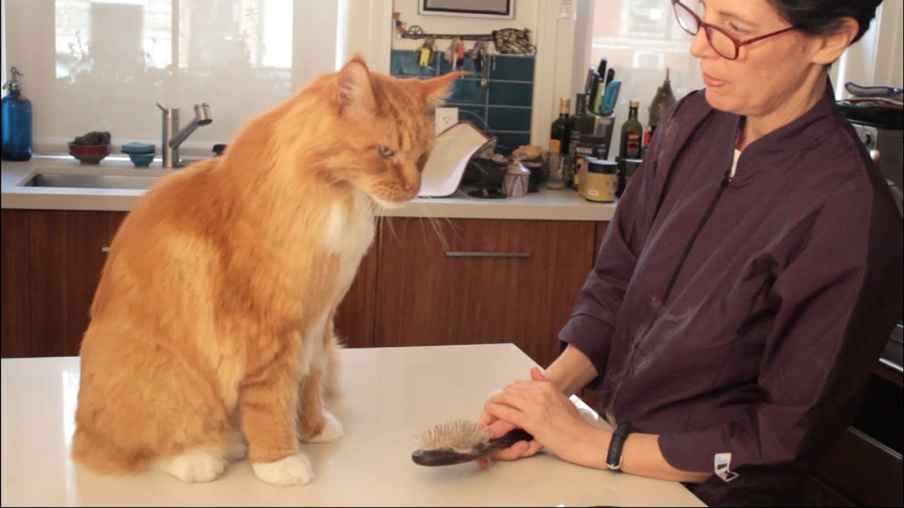 Maine Coon Cat Grooming with The Pet Maven YouTube