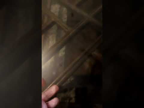 Pink Slime Pink Slime