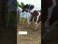 horse meeting  video