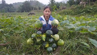 Poor Girl. Harvest Pumpkins To Sell - Find Firewood And Light The Stove To Cook Rice