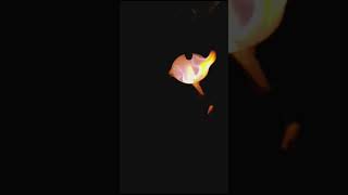 Whatsapp Video 2024 11 13 At 16 32 35