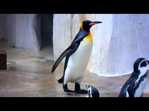 東山動植物園のキングペンギン 「外は暑いな～！」