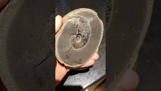 A Cool Eleganticeras From The Jet Rock Of .