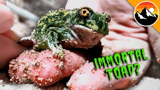 Zombie Toads Rise From The Desert!