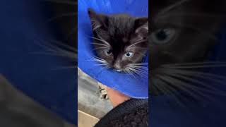 Graphic Tortured 3Lb Kitten Has His Whole Leg Torn From His Tiny Body