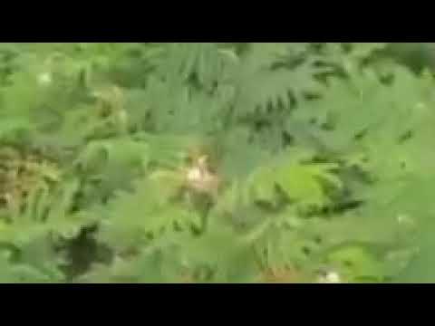 Kumpulan hewan bango. Video durasi panjang