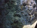 すみだ水族館でチンアナゴ見た。 - Spotted garden eel