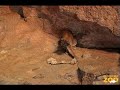 Caracal Kittens Playing at Broofkield Zoo