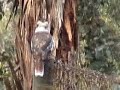 kookaburra