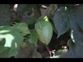 TAWC Cotton