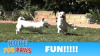 Family reunion - you won't believe how these puppies grew!