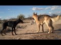German Shepherd Vs Doberman images German Shepherd Vs Doberman