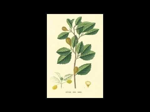 Colossal Hours Video