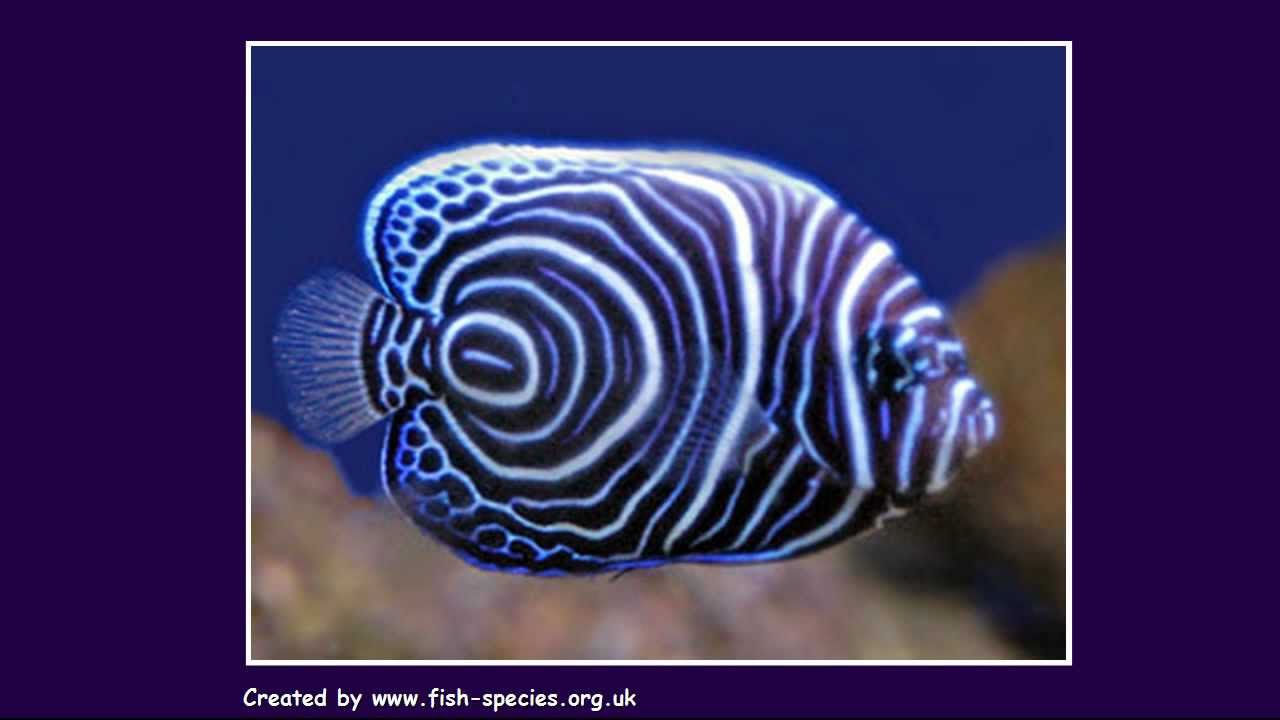 Mature imperator angel fish