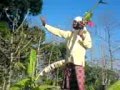 pemperkosaan ..ustad seger tragis