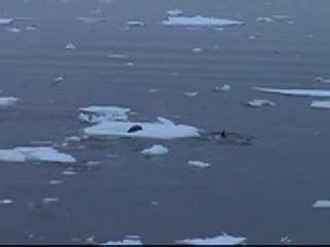 Orca Attack Seal with Waves