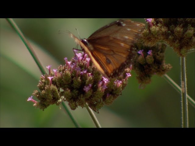 Watch Pollinators in Oklahoma, attracting and protecting them. on YouTube.