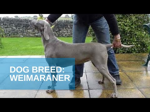 Dog Breed Video: Weimaraner